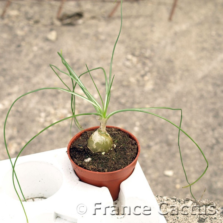 Albuca namaquensis 1