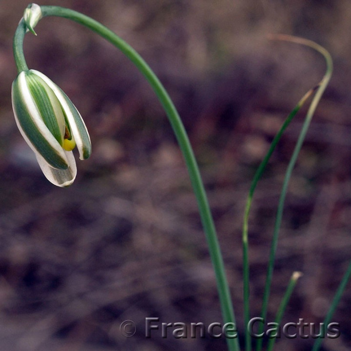 Albuca namaquensis 3