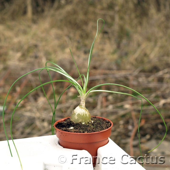 Albuca namaquensis 2