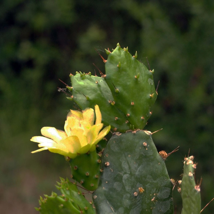 Brasiliopuntia Brasiliensis 4
