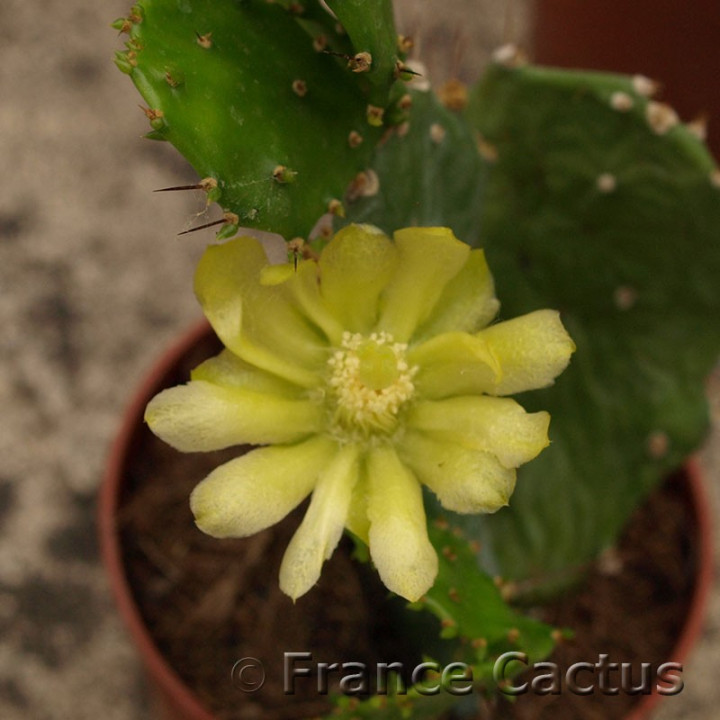 Brasiliopuntia Brasiliensis 5