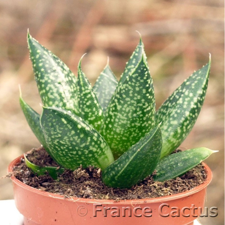 Gasteraloe flow 2