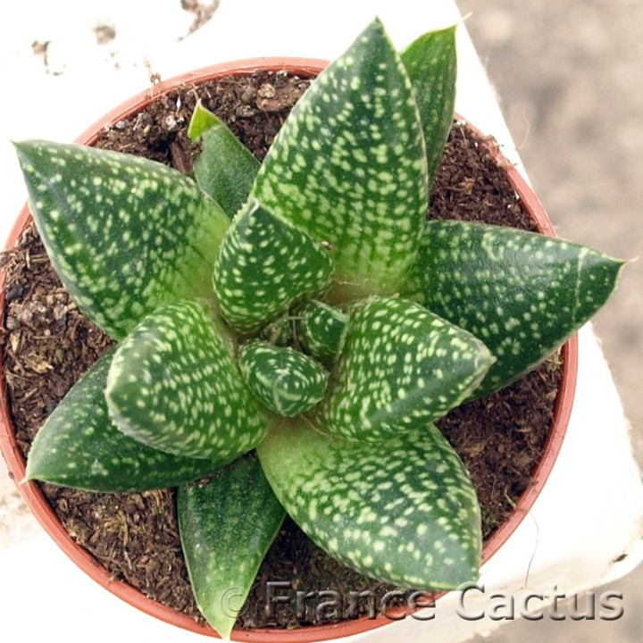 Gasteraloe flow 3
