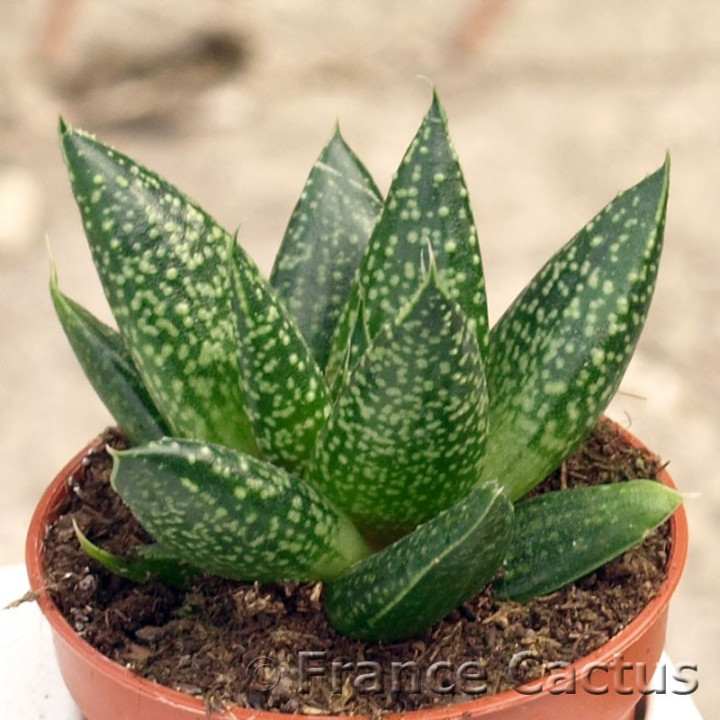 Gasteraloe flow 1