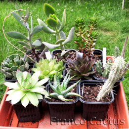 Lot de 10 Succulentes Variées en pot de 8 cm.