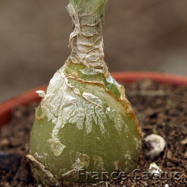 Albuca namaquensis 5