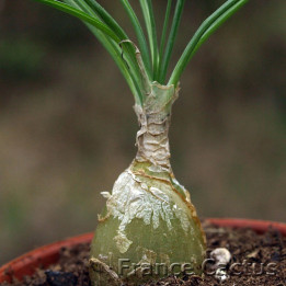 Albuca namaquensis 4