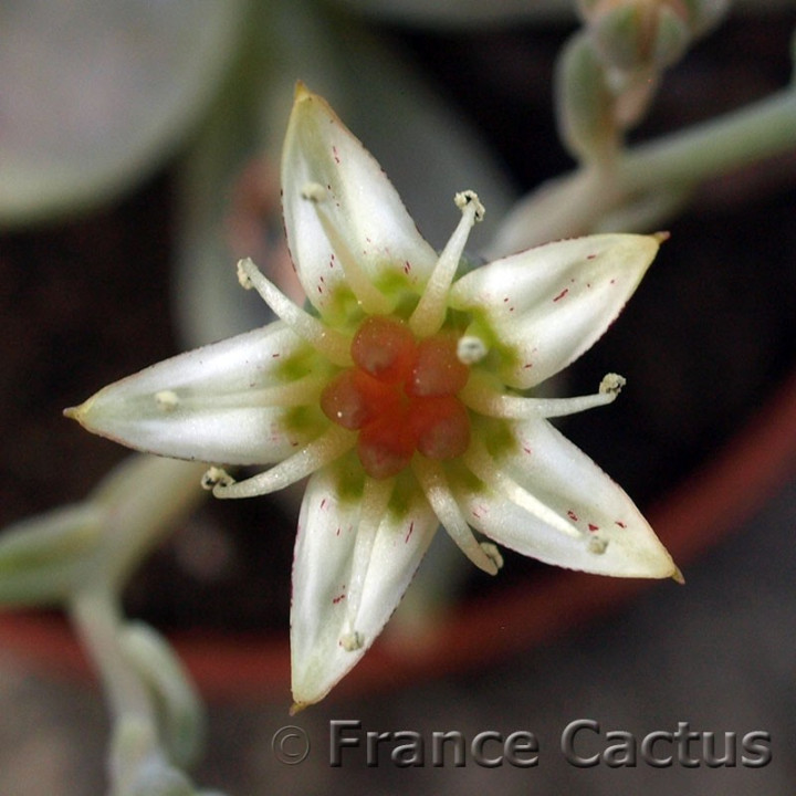 Graptopetalum paraguayense 5