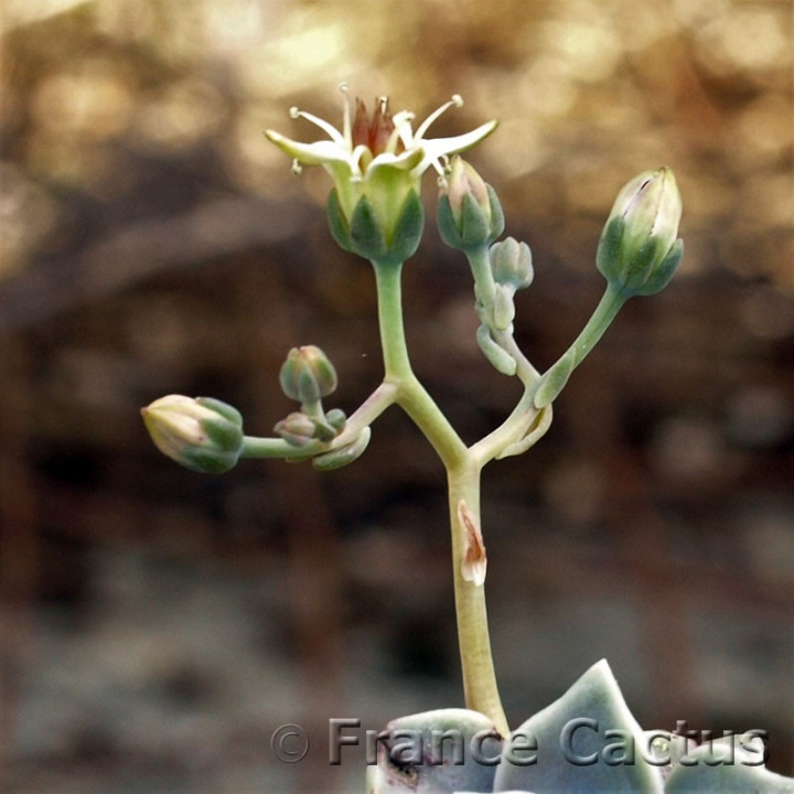 Graptopetalum paraguayense 4