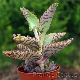 Kalanchoe daigremontiana 1