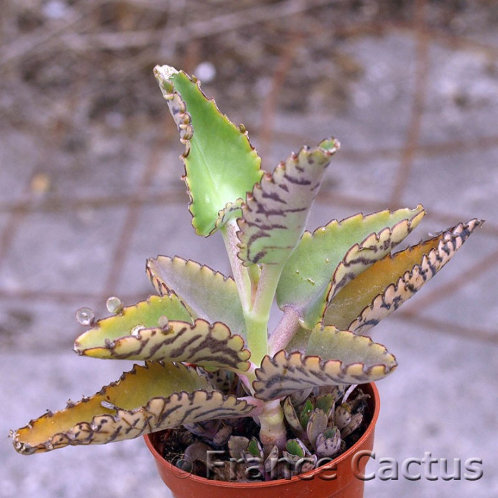 Kalanchoe daigremontiana 2