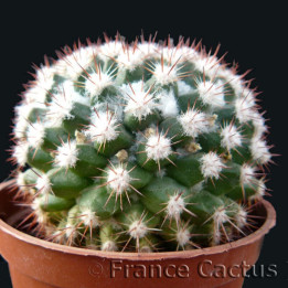 Mammillaria Mammillaris Pot de 8 cm 