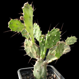 Opuntia Brasiliensis 1