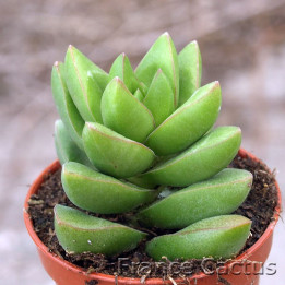 Crassula Bride's Bouquet 1