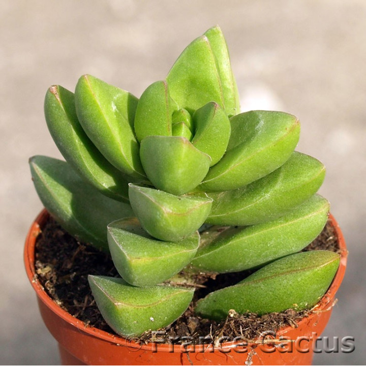 Crassula Bride's Bouquet 2
