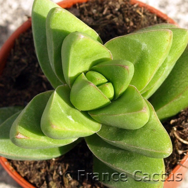 Crassula Bride's Bouquet 3