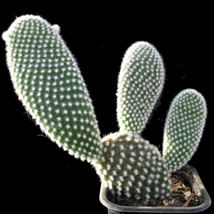 Opuntia Microdasys var. Albispina Pot de 8 cm