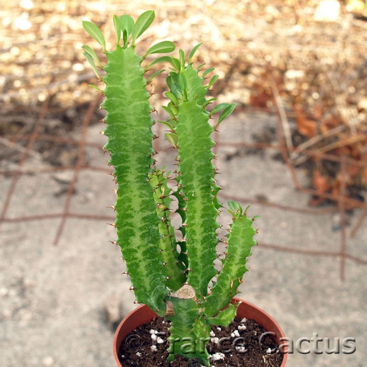 Euphorbia trigona 3