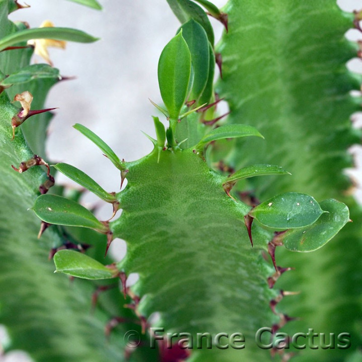 Euphorbia trigona 4