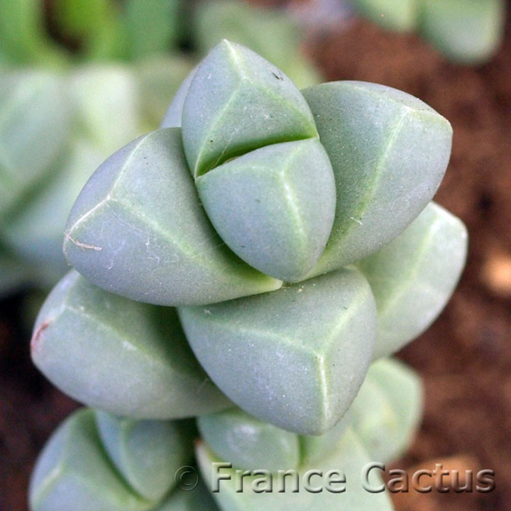 Delosperma Lehmanii 4