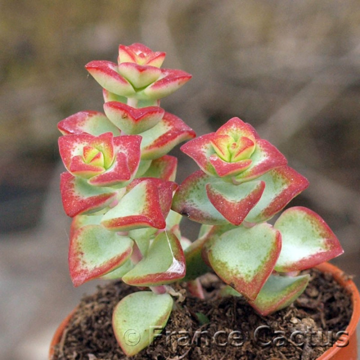 Crassula "Tom Thumb" 4