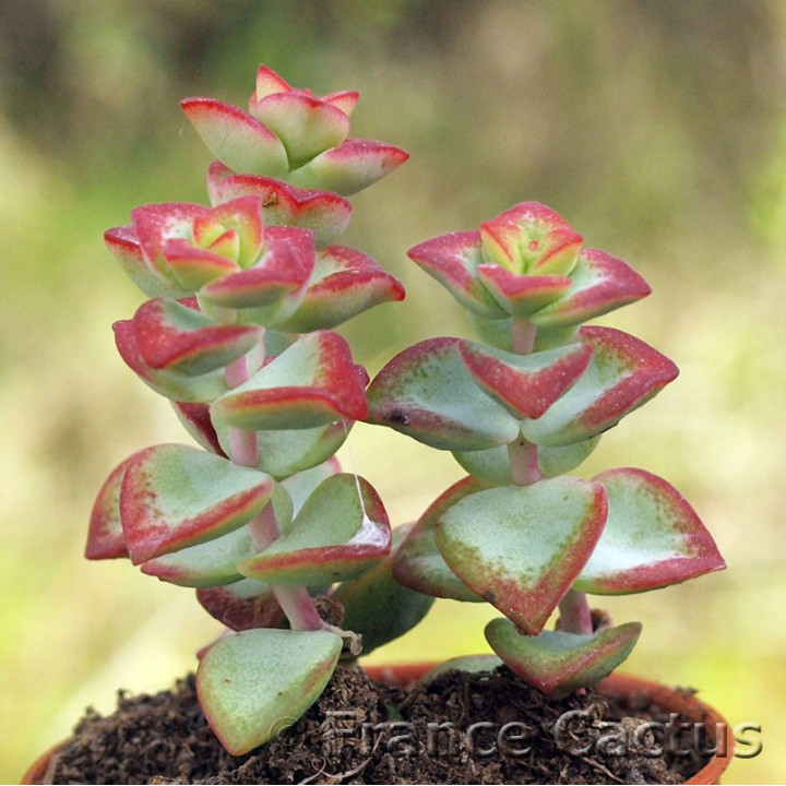 Crassula "Tom Thumb" 5