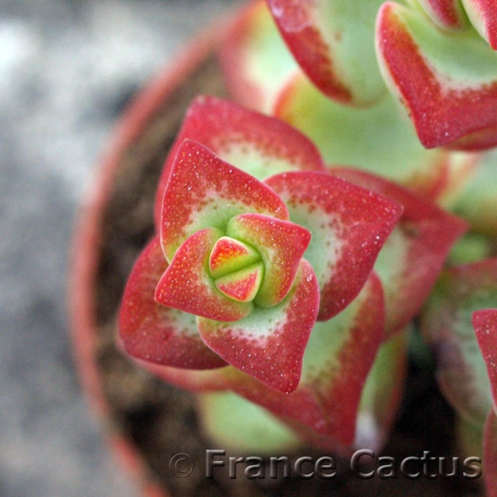Crassula "Tom Thumb" 6