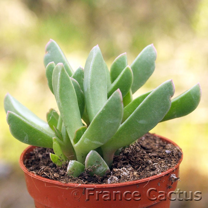 Aloinopsis orpenii 1