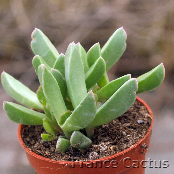 Aloinopsis orpenii 2