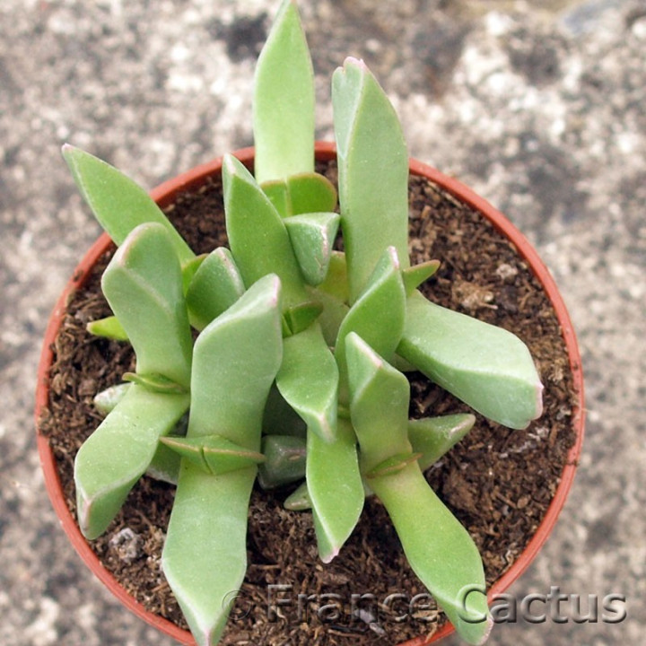 Aloinopsis orpenii 3