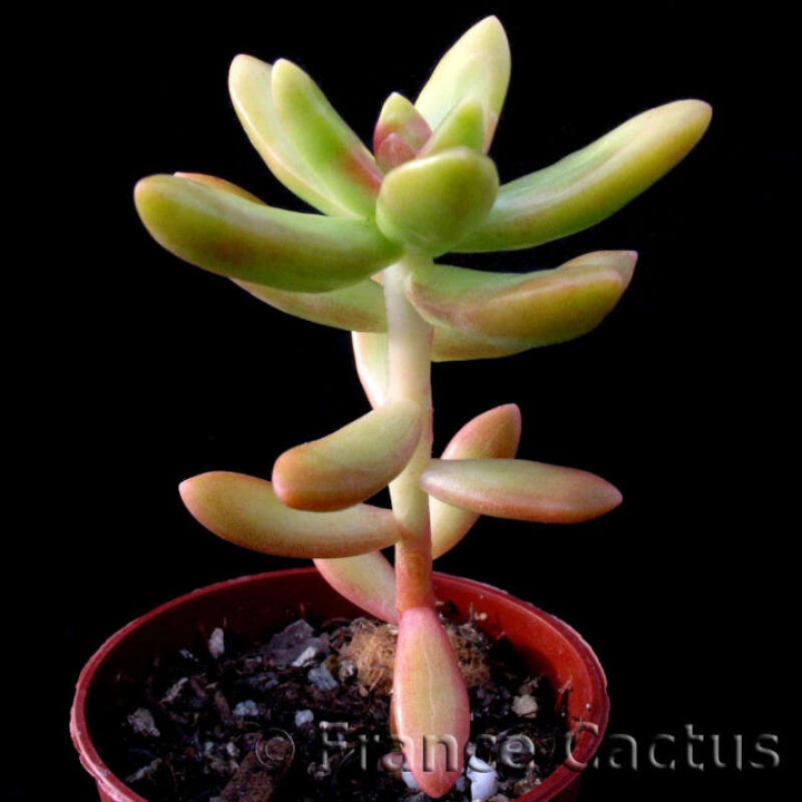 Sedum Nussbaumerianum Pot de 5,5 cm