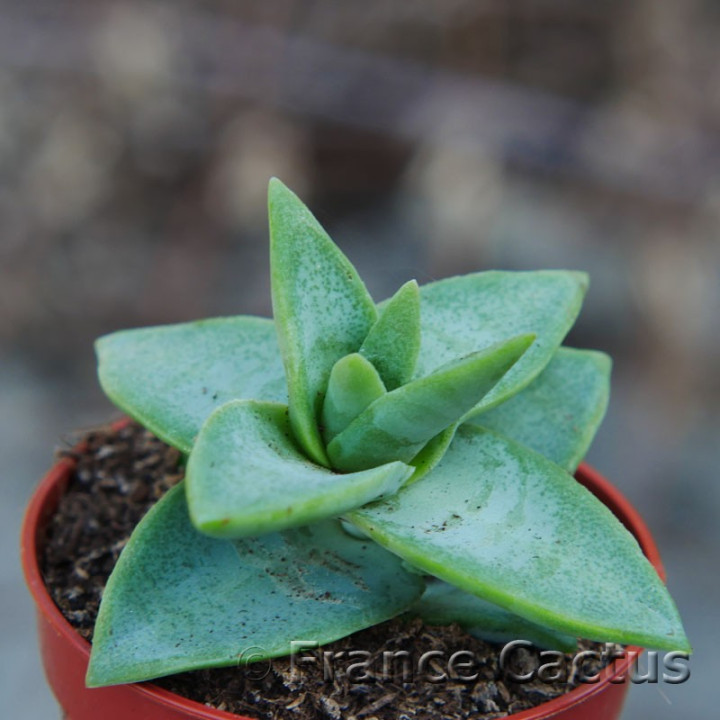 Crassula perforata Starshine 2