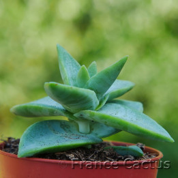 Crassula perforata Starshine 1