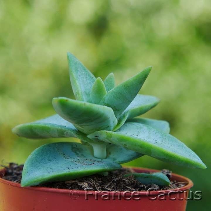 Crassula perforata Starshine 1