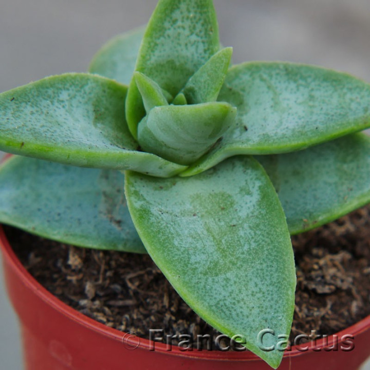 Crassula perforata Starshine3