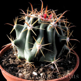 Ferocactus Horridus Pot de 8,5 cm