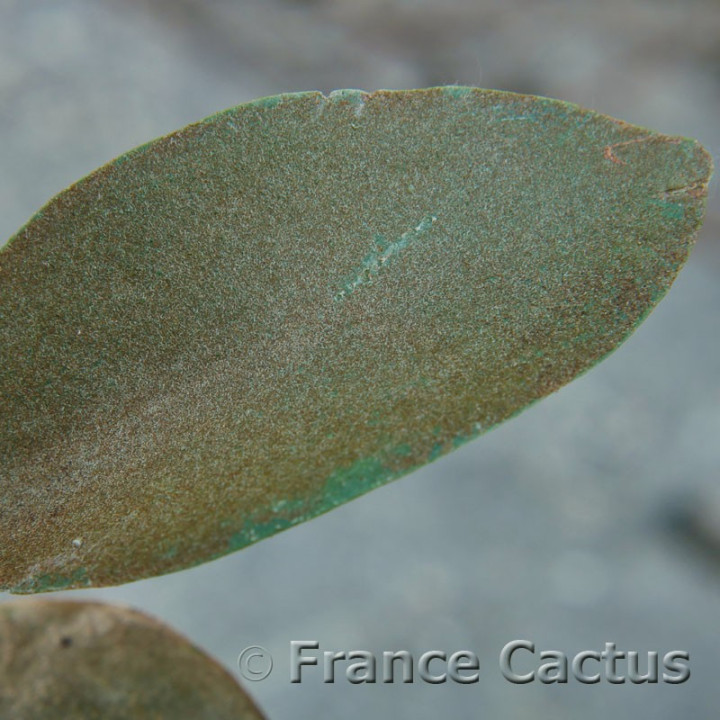 Kalanchoe orgyalis 3