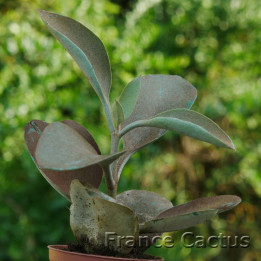 Kalanchoe orgyalis 1