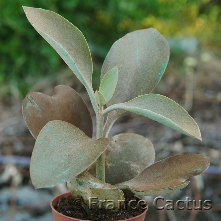 Kalanchoe orgyalis 2