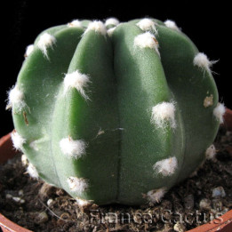 Echinopsis Subdenudata en pot de 5