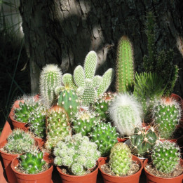 Lot de cactus + pots.