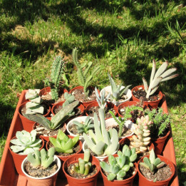 Lot de succulentes.