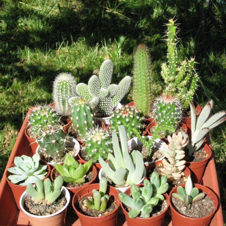 Lot de cactus et succulentes.
