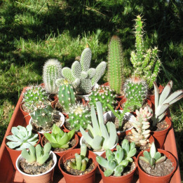 Lot de cactus et succulentes + pots.