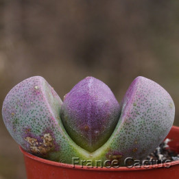 Pleiospilos nelii Royal Flush 1
