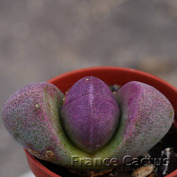 Pleiospilos nelii Royal Flush 2