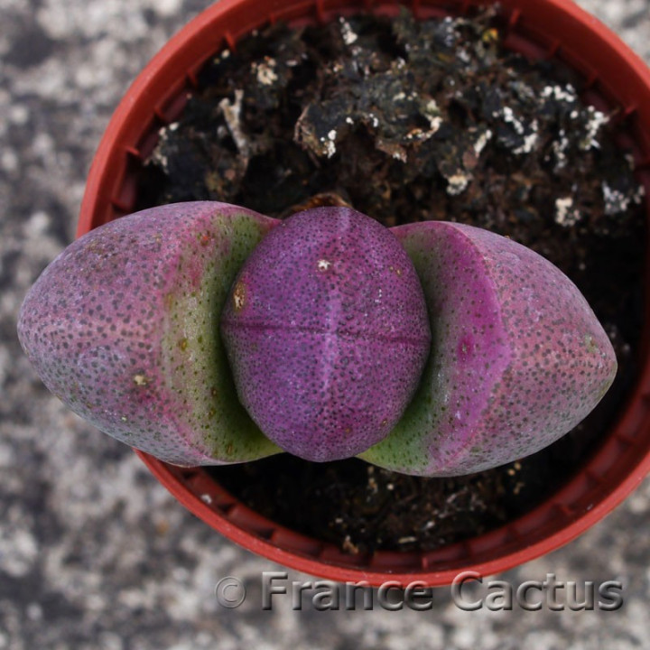 Pleiospilos nelii Royal Flush 3