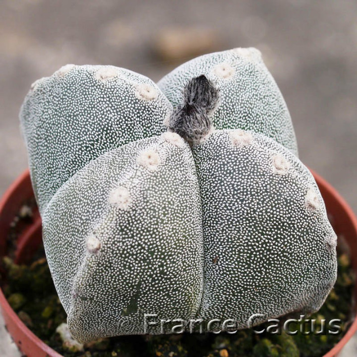 Astrophytum myriostigma quadricostatum 2