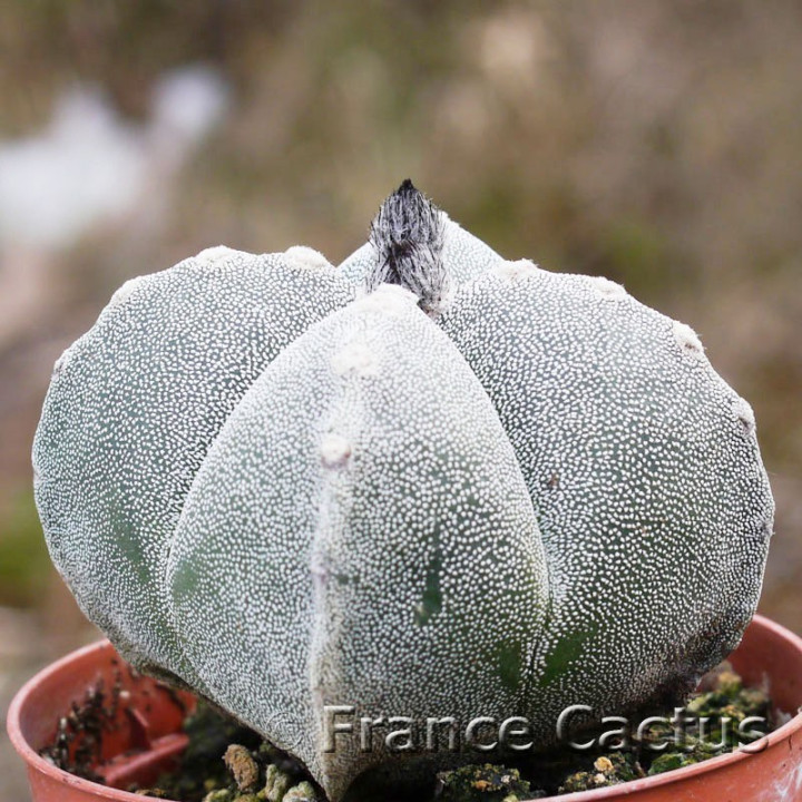 Astrophytum myriostigma quadricostatum 1