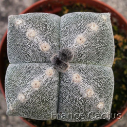 Astrophytum myriostigma quadricostatum 3
